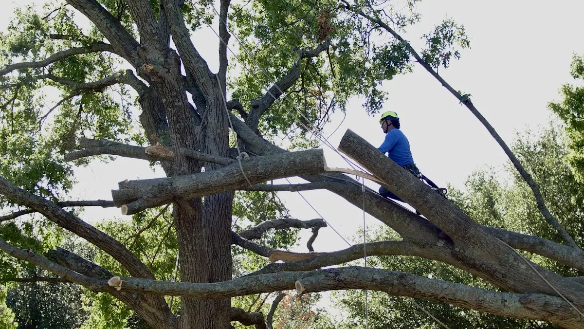 Professional Hazardous Tree Removal performed by certified arborists in Noble